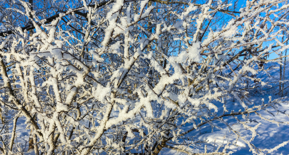 snow on bare tree branches on a cold winter day