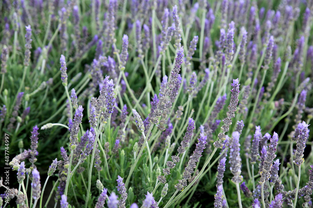 Obraz premium Lavandula Angustifolia plants in the garden