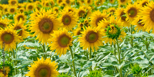 Fototapeta Naklejka Na Ścianę i Meble -  Sunflower Field back to the Sun