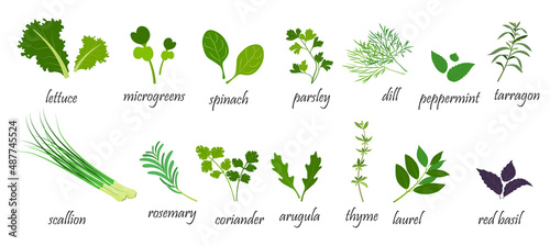 Green spices for salads. Vector illustration of leafy vegetables in cartoon style. Infographics.