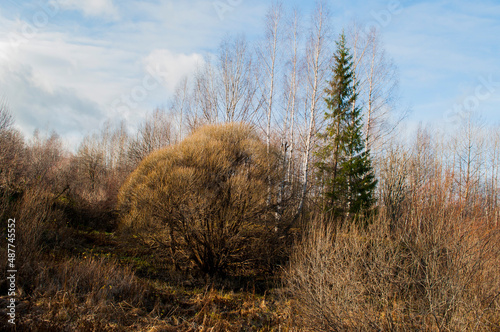 Wallpaper Mural a picnic by an aspen tree, which seemed very tasty to the beaver, and a spruce tree in an autumn shrub against a light sky Torontodigital.ca