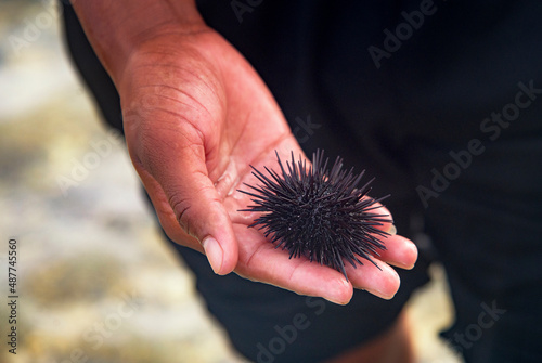 sea urchin on palm