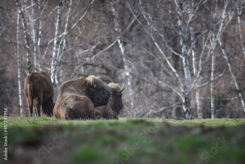 Big brown European bison in a beautiful forest