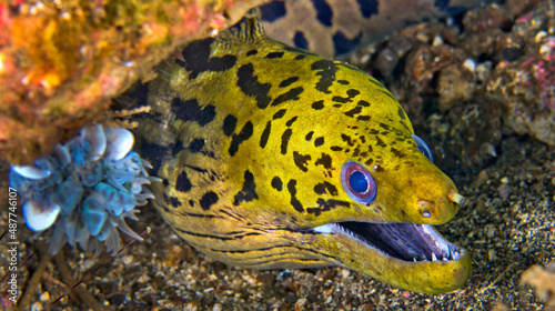 Spot-face Moray, Gymnothorax fimbriatus, Coral Reef, Lembeh, North Sulawesi, Indonesia, Asia