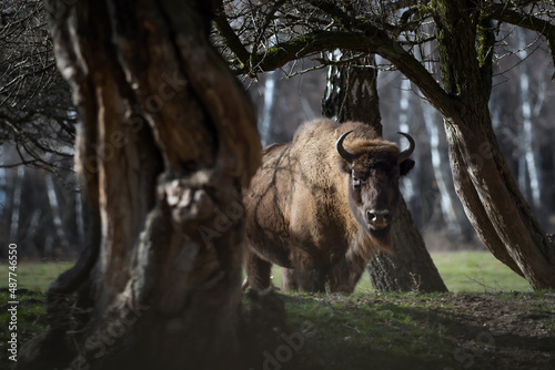 Big brown European buffalo in a beautiful forest photo