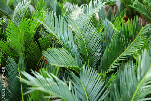 Cyca Revoluta plants in the garden