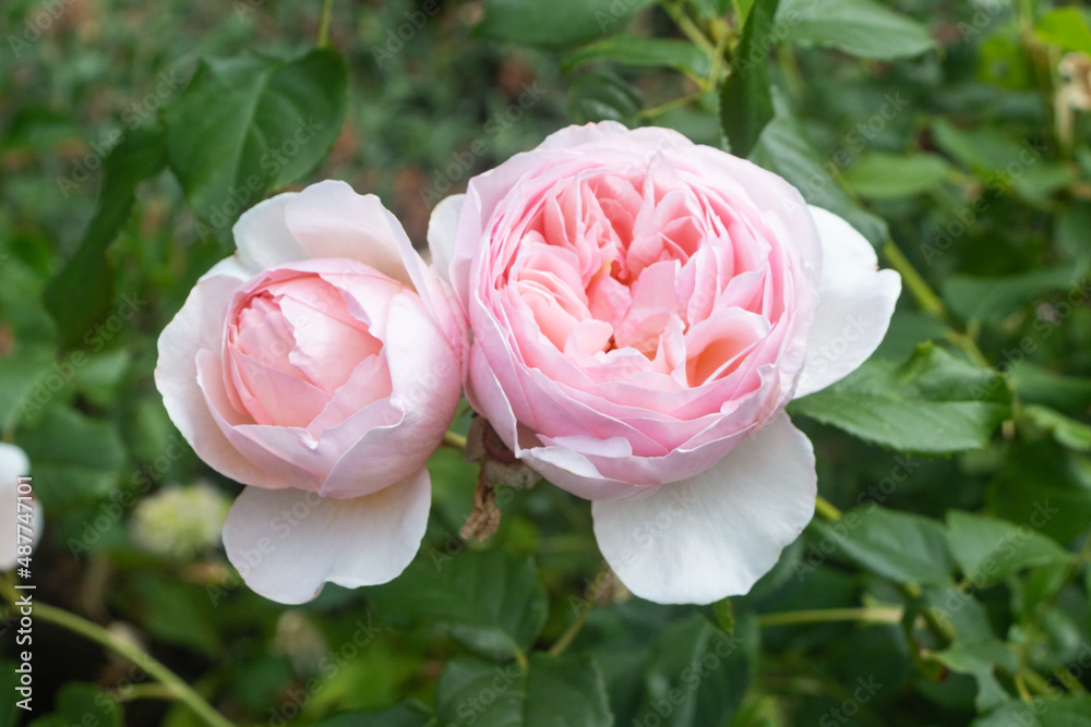 Pink rose in a garden