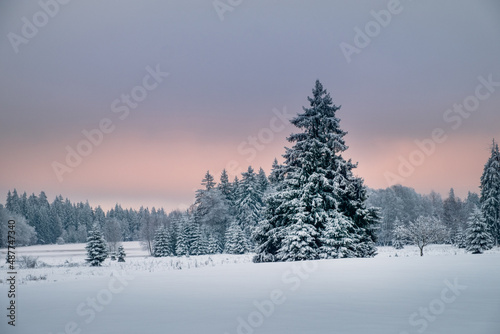 Snowy winter forest in Czechia