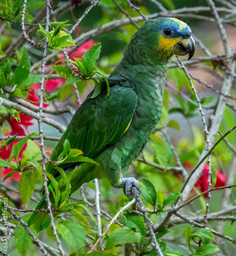 Fototapeta na wymiar Les Aras de Guyane.