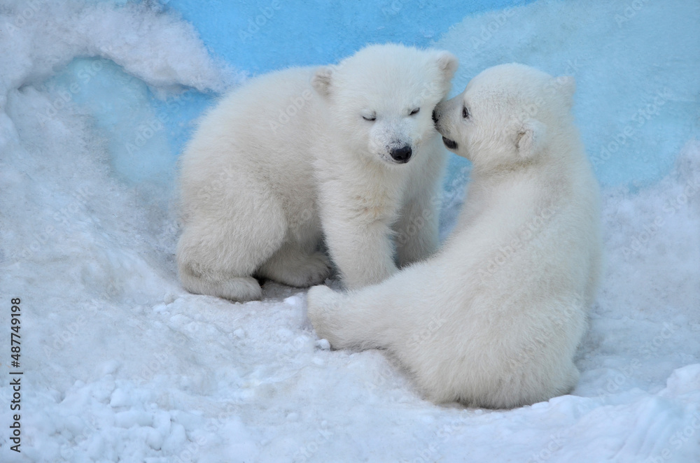 polar bear cub