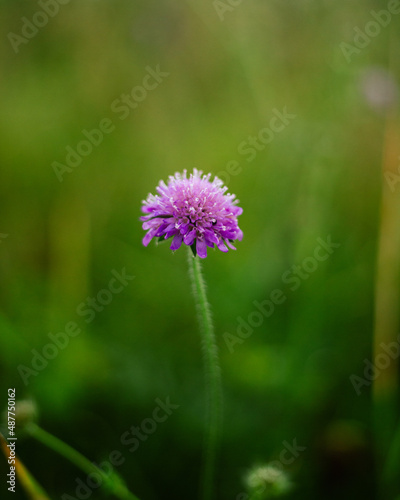 A vertical closeup shot of the Knautia dipsacifolia flower on the green blurry background photo