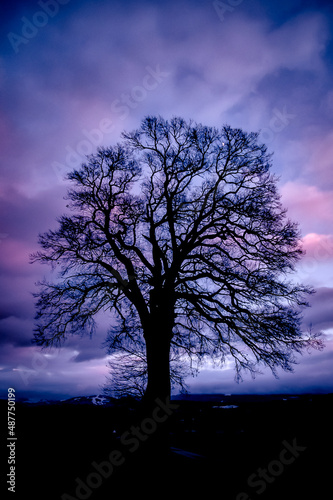tree in the sky
