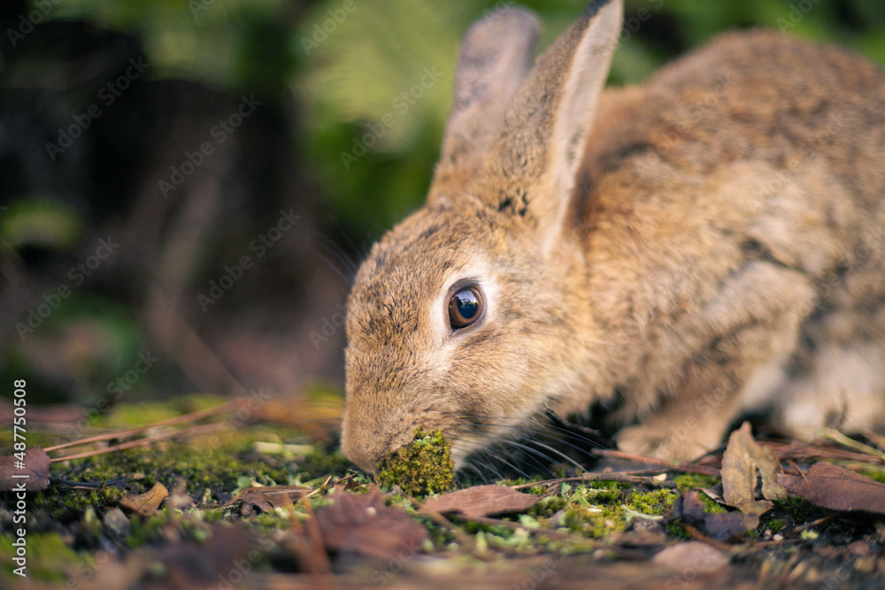 Fototapeta premium rabbit ウサギ 