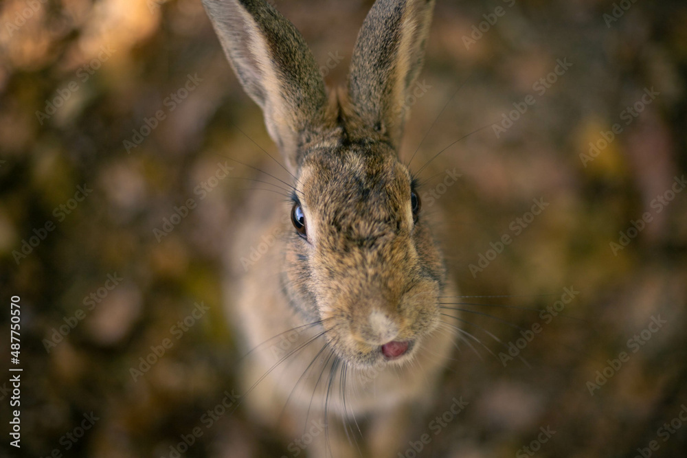 Fototapeta premium rabbit ウサギ 