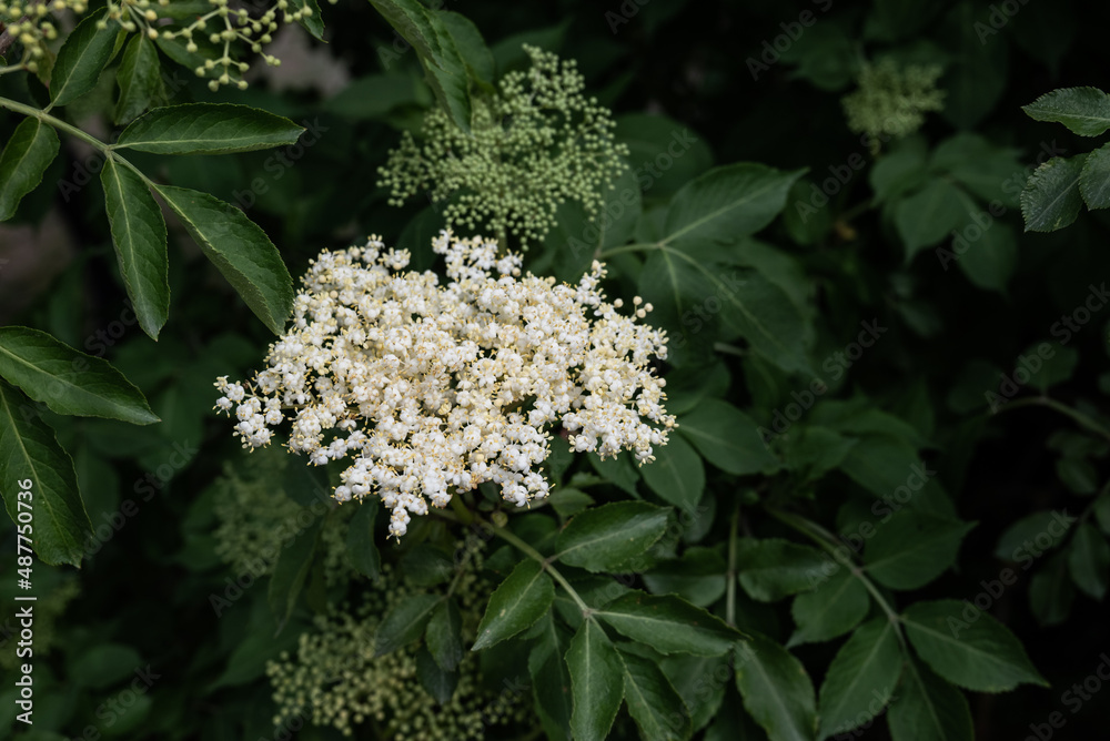 Holunderblüte im Frühling