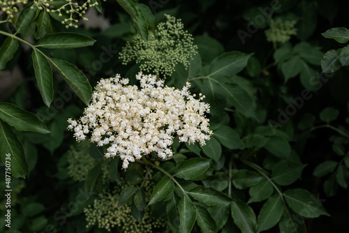 Obraz na płótnie Holunderblüte im Frühling w salonie