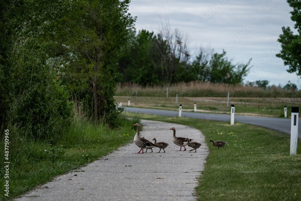 Graugans Familie überquert den Radweg auf dem Weg zum Wasser