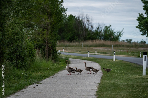 Obraz na płótnie Graugans Familie überquert den Radweg auf dem Weg zum Wasser w salonie