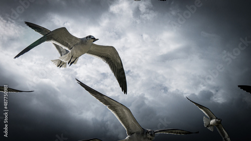 seagulls flying in the blue cloudy sky with sunbeems
 photo