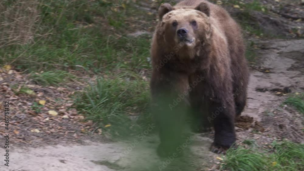 Kamchatka brown bear in the forest, Ursus arctos beringianus Kamchatka brown bear in the forest, Ursus arctos beringianus