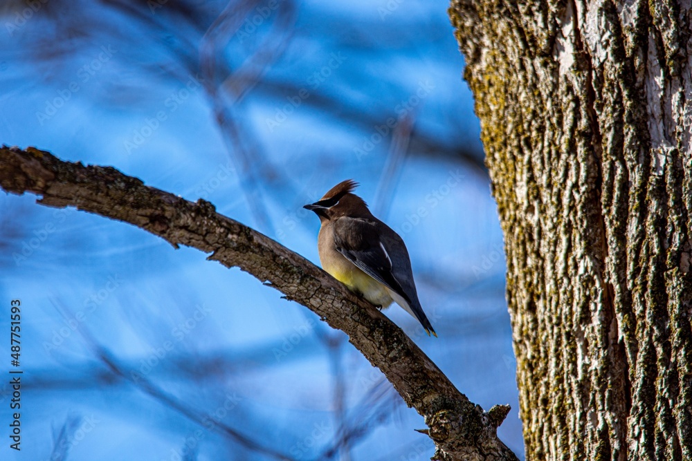 bird on a tree