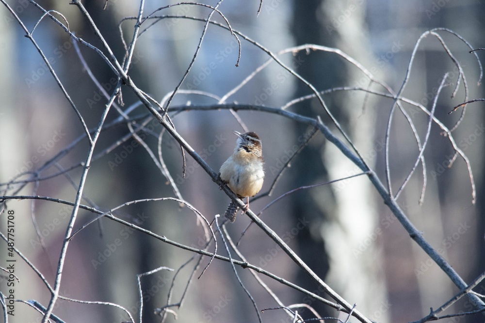 Obraz premium sparrow on a branch