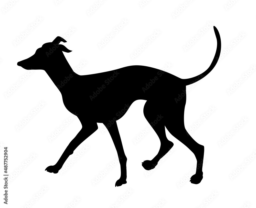 Italian greyhound realistic silhouette of a dog. The dog is walking.