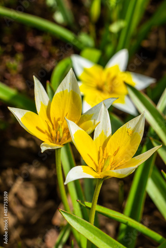 Yellow and White Tulip Tarda blossoming in garden on natural background