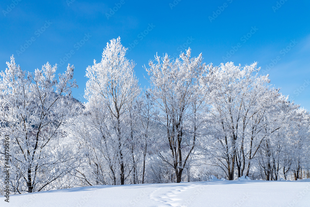 北海道の冬の風景　富良野市の樹氷