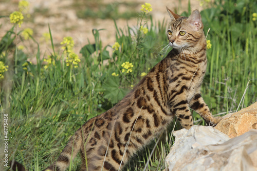 Fotografie bangal cat on the white background. High quality photo