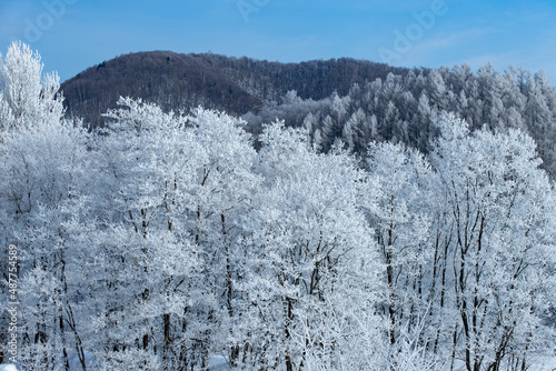 北海道の冬の風景 富良野市の樹氷