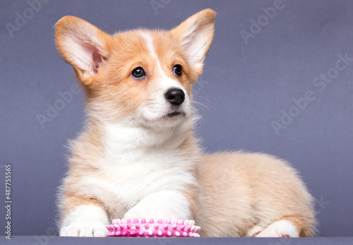 red welsh corgi puppy  canine  funny  dog  animal  puppy  pet  white  breed  domestic  small  studio  background  cute  young  portrait  isolated  adorable  red  welsh corgi  mammal  happy  fun  corgi