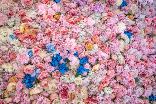 close up of pink and blue flowers
