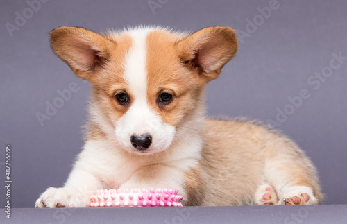red welsh corgi puppy, canine, funny, dog, animal, puppy, pet, white, breed, domestic, small, studio, background, cute, young, portrait, isolated, adorable, red, welsh corgi, mammal, happy, fun, corgi