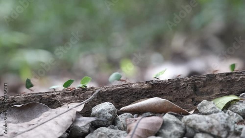 Leafcutter ants photo
