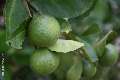 Wallpaper Mural lime on tree Torontodigital.ca