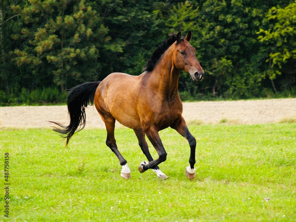 Obraz premium Als Brauner bezeichnetes Pferd mit braunem Deckhaar und schwarzer Mähne sowie schwarzen Beinen und schwarzen Ohrenspitzen in Bewegung fotografiert