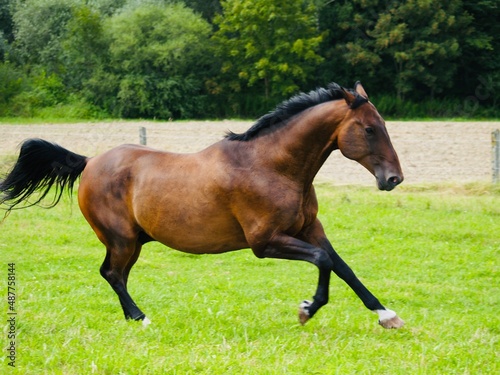 Als Brauner bezeichnetes Pferd mit braunem Deckhaar und schwarzer M  hne sowie schwarzen Beinen und schwarzen Ohrenspitzen in Bewegung fotografiert