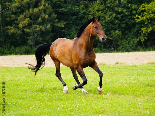 Als Brauner bezeichnetes Pferd mit braunem Deckhaar und schwarzer Mähne sowie schwarzen Beinen und schwarzen Ohrenspitzen in Bewegung fotografiert © Juergen Baur