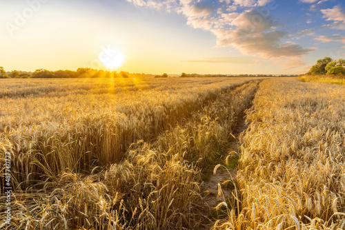 Wheaten golden field wirh path during sunset or sunrise with nice wheat and sun rays, beautiful sky and road, rows leading far away, valley landscape