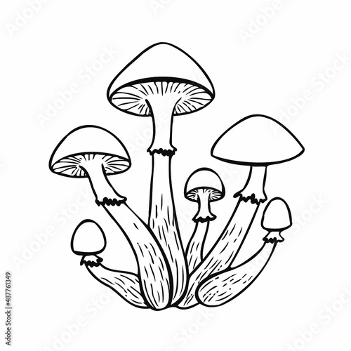 Honey mushrooms isolated on white background. Vector stock illustration