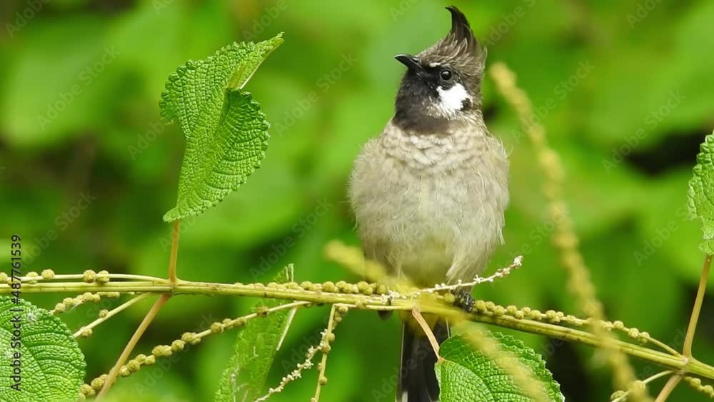 A close up video of an isolated yellow vented bulbul bird in the jungle with clear sky.The bulbul (Pycnonotus goiavier), or eastern bulbul, is a member of the bulbul family of passerine birds.