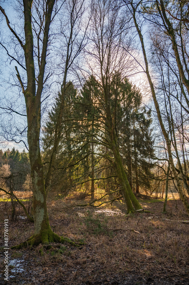 Nadelbäume im Gegenlicht Lütjensee Moorgebiet Kranika 