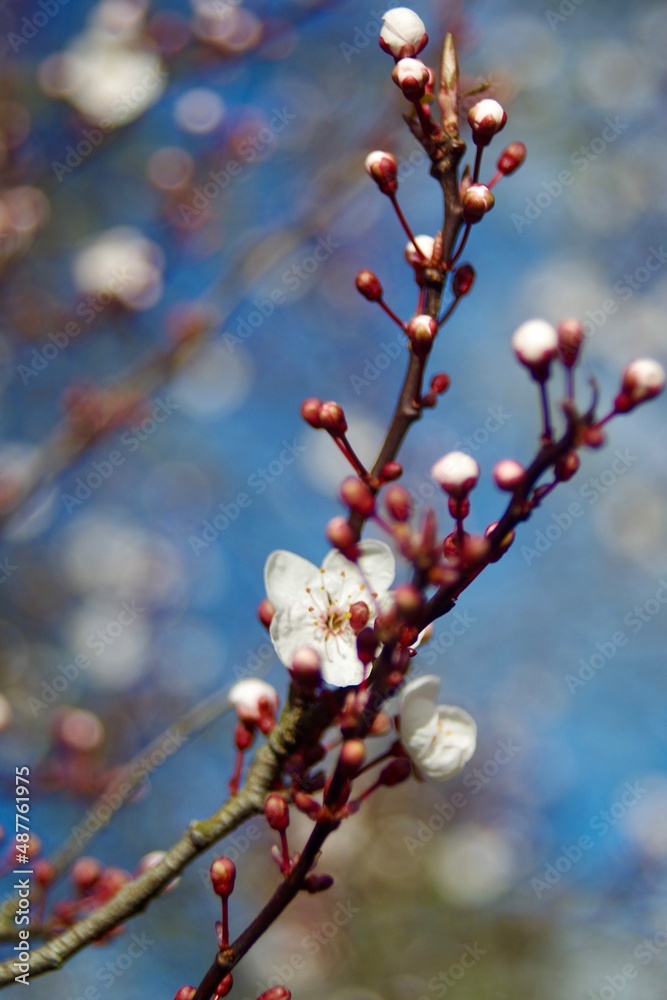 blossom in spring blossom in spring