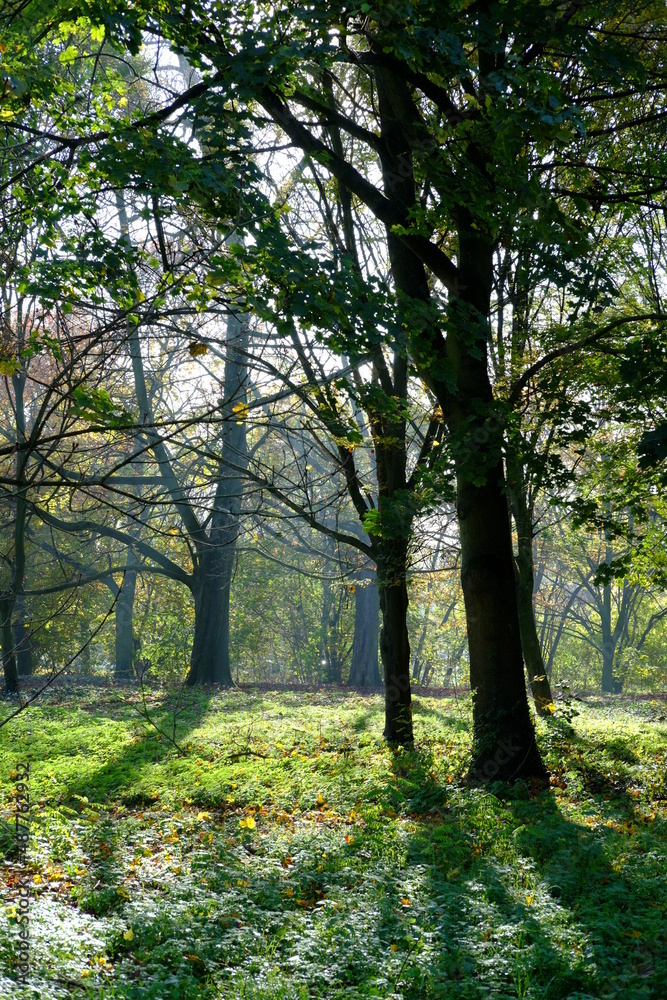 The forest of Vincennes in autumn. The 10th November 2021, Paris, France.