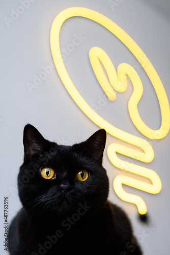 a black cat is sitting on the background of a yellow neon sign in the form of an incandescent lamp. Home decor.
