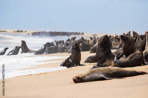 seal colony in the water and fur seals on the sand