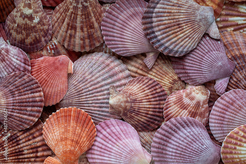 bright beautiful sea shells background