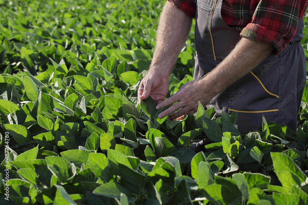 Farmer or agronomist touching and examining green soybean plant in field Farmer or agronomist touching and examining green soybean plant in field