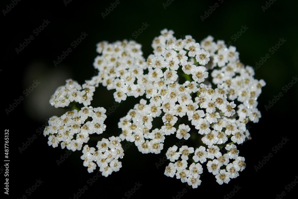 White flower cluster growing outside a home in New York White flower cluster growing outside a home in New York